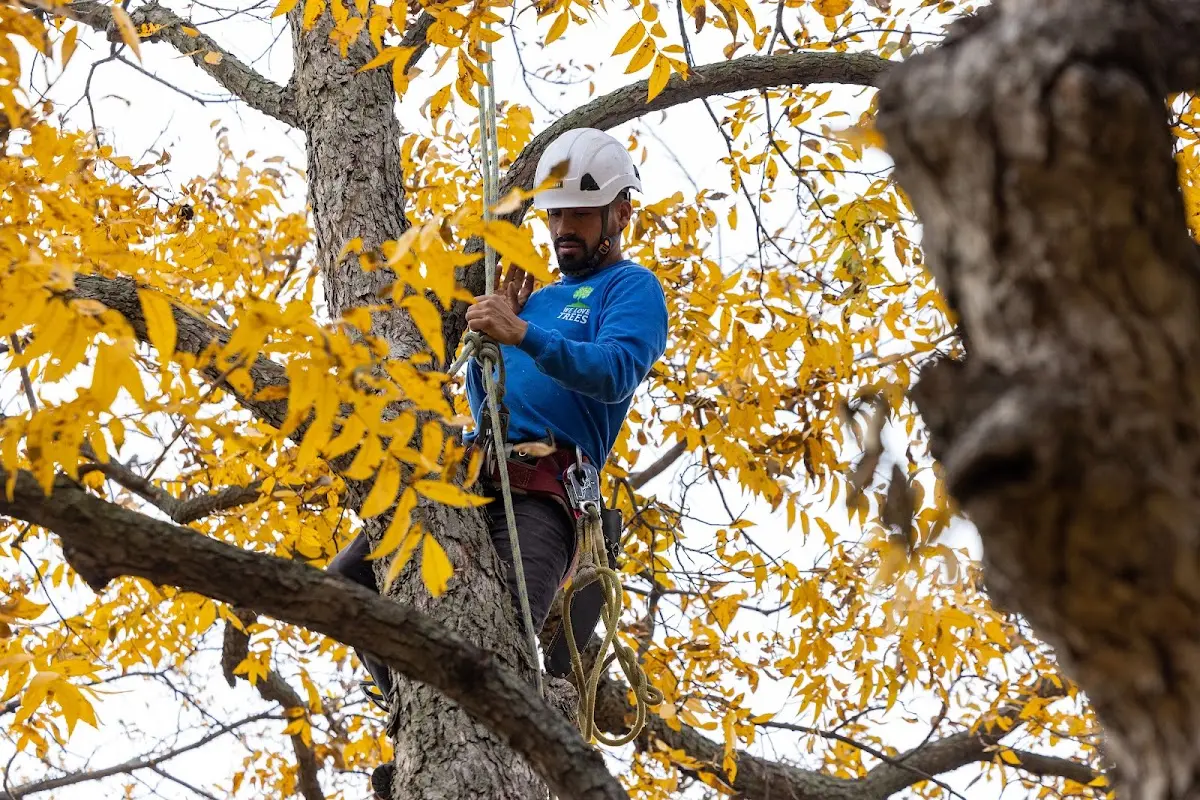Skilled Tree Planing crew working in Geneseo